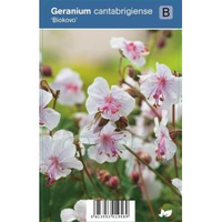 Ooievaarsbek (geranium Cantabrigiense 
