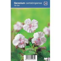 Ooievaarsbek (geranium Cantabrigiense 