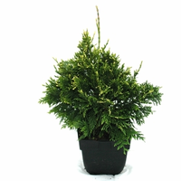 Reuzenlevensboom (thuja Plicata 