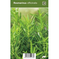 Rozemarijn (rosmarinus Officinalis) Kruiden   12 Stuks