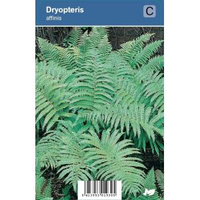 Schildvaren (dryopteris Affinis) Schaduwplant   12 Stuks