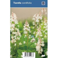 Schuimbloem (tiarella Cordifolia) Schaduwplant   12 Stuks