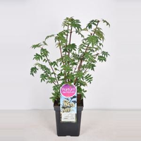 Sering (syringa Pinnatifolia)   30 50 Cm   1 Stuks