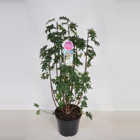 Sering (syringa Pinnatifolia)   70 90 Cm   1 Stuks