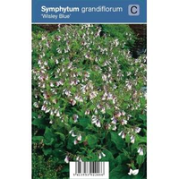 Smeerwortel (symphytum Grandiflorum 