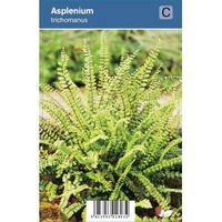 Steenbreekvaren (asplenium Trichomanes) Schaduwplant   12 Stuks