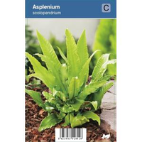Tongvaren (asplenium Scolopendrium) Schaduwplant   12 Stuks