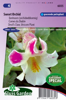 Proboscidea Louisianica   Eenhoorn Sweet Orchid Zaad Bloemza