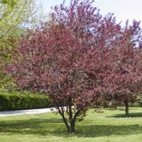 Prunus Cerasifera 'nigra'
