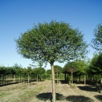 Prunus Eminens 'umbraculifera'
