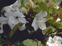 Prunus Gondouinii 'schnee'