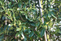 Prunus Laurocerasus 'caucasica'