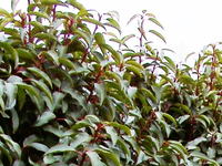 Prunus Lusitanica 'angustifolia'