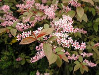 Prunus Padus 'colorata'