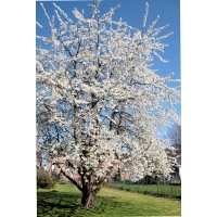 Prunus Padus Maat 100 125