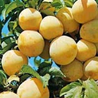 Prunus 'reine Claude D'oullins'