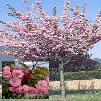 Prunus Serrulata 'kanzan'