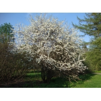 Prunus Spinosa Maat 100 125