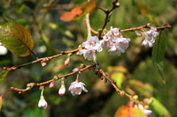 Prunus Subhirtella 'autumnalis'