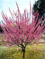 Prunus Triloba