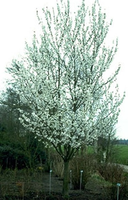 Prunus 'umineko'