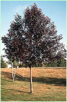 Prunus Virginiana 'shubert'