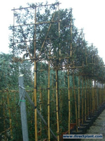 Quercus Ilex (steeneik Als Leiboom) 10/12 Cm