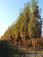 Quercus Robur 'fastigiata Koster' (zomereik Als Zuilboom ) 250/300 Cm