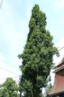 Quercus Robur 'fastigiata'