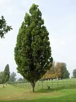 Quercus Robur 'fastigiata Koster'