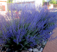 Reuze Lavendel (perovskia Atriplicifolia) 'blue Shadow'