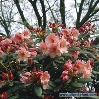 Rhododendron 'virginia Richards' (rhododendron) 50/60 Cm.