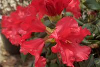 Rhododendron 'baden Baden'