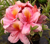 Rhododendron 'berryrose'
