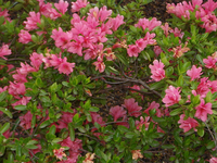 Rhododendron 'blaauw's Pink'