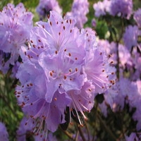 Rhododendron 'blue Diamond'
