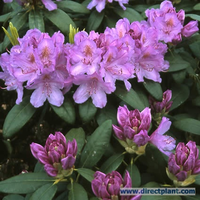 Rhododendron Catawbiense 'grandiflorum' (rhododendron) 125/150 Cm