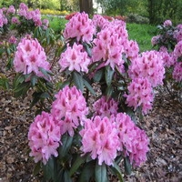 Rhododendron 'cosmopolitan'