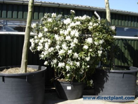 Rhododendron 'cunningham White' (rhododendron) 50/60 Cm.