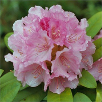 Rhododendron 'doc'