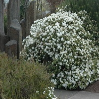 Rhododendron 'dora Amateis'