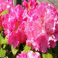 Rhododendron 'germania'