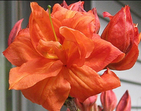 Rhododendron 'gibraltar'