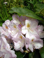 Rhododendron 'gomer Waterer' C4 30/40