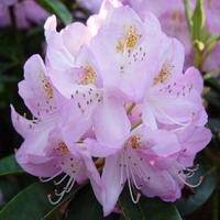 Rhododendron 'gomer Waterer'