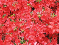 Rhododendron 'hino Crimson'