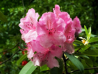 Rhododendron 'irene Koster'