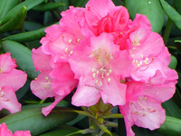 Rhododendron 'kalinka'