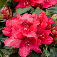 Rhododendron 'lord Roberts'
