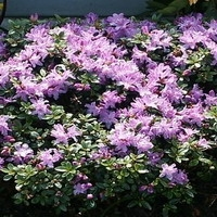 Rhododendron 'moerheim'